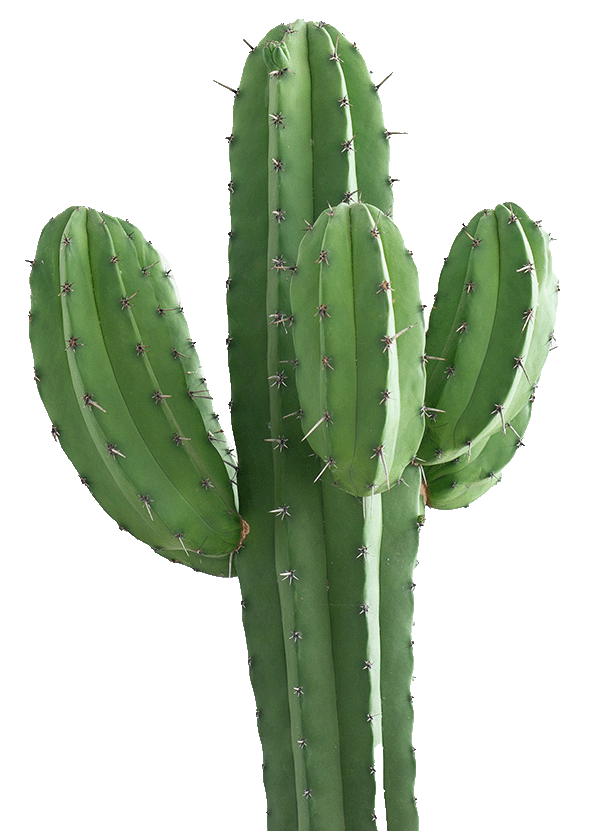 Green cactus with spikes
