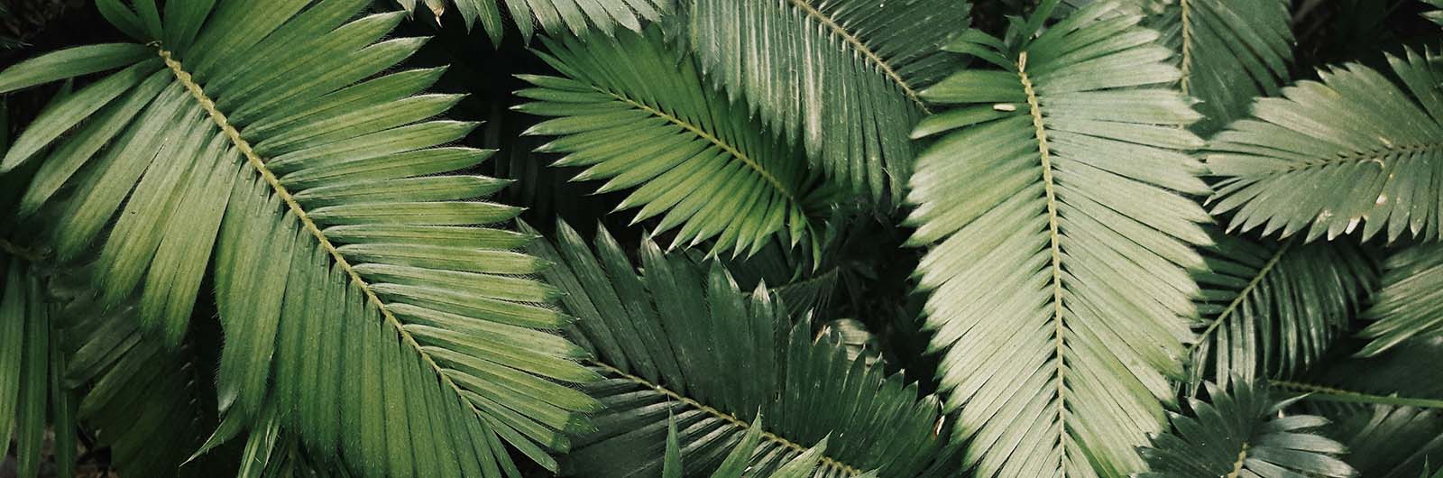 Green tropical leaves