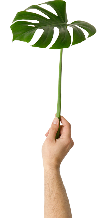 hand holding Monstera leaf
