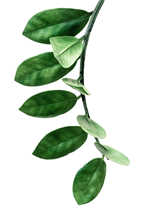 Green plant hanging upside-down