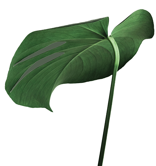 Green Monstera Leaf