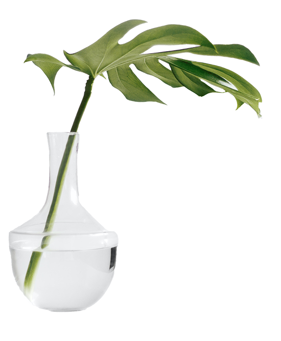Monstera cutting in a glass vase