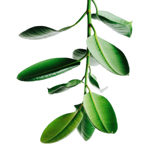 Green rubber plant hanging upside down