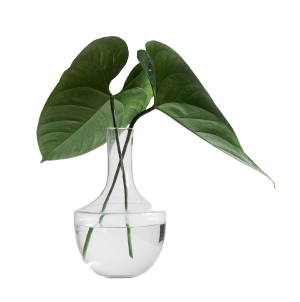 plant cutting in a glass vase