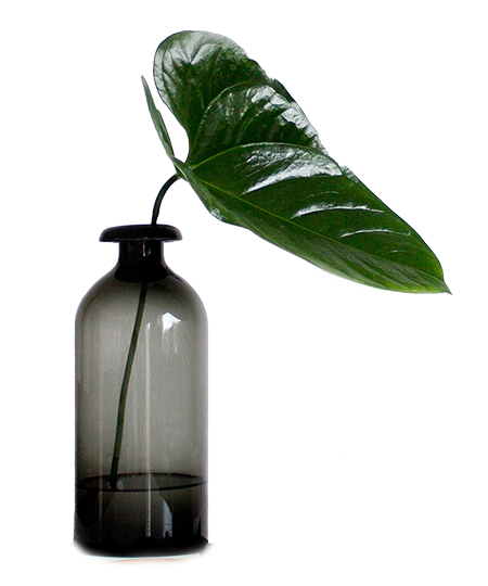 Plant cutting in a black glass vase