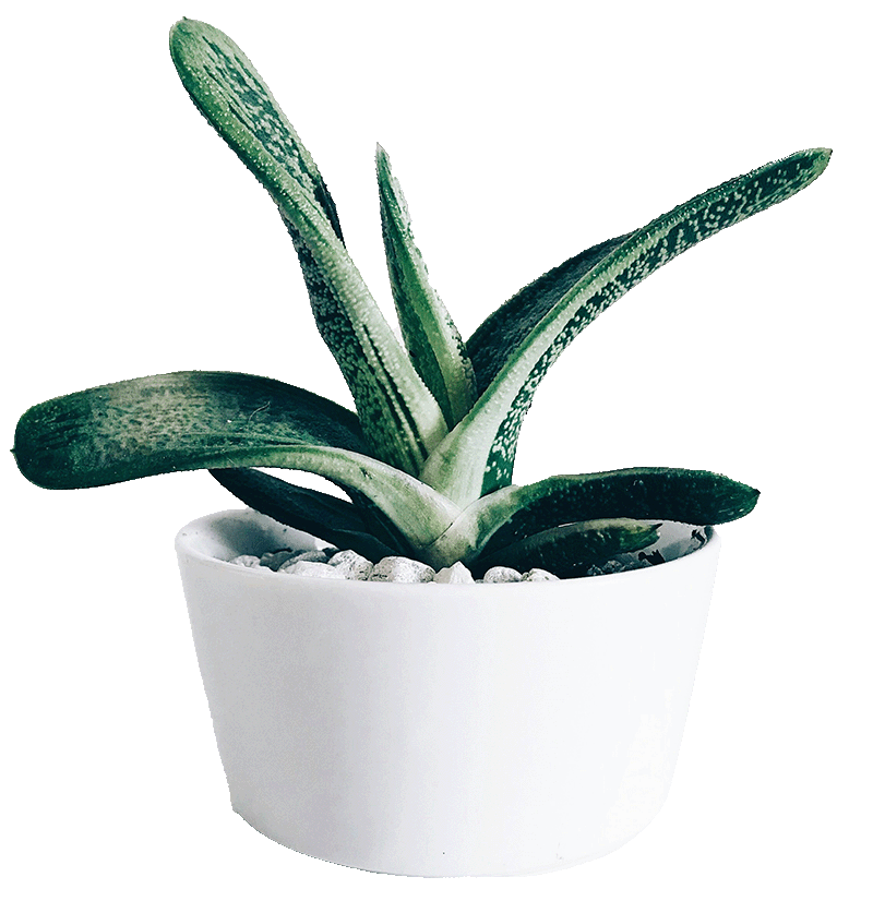 Small succulent in white pot